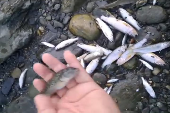 疑遭截用作農用灌溉或施工不當　台東知本溪斷流大量魚蝦死亡