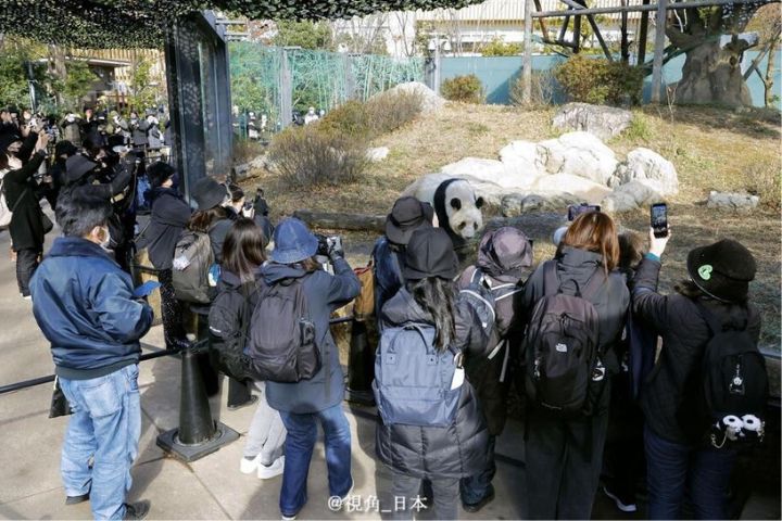 中日關係溫度計　「無貓熊時代」提前到　專家：關鍵在日方態度