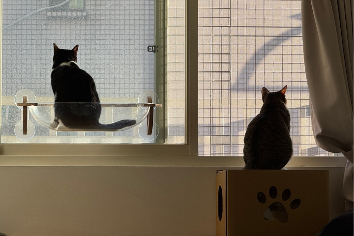 寵物用藥新制惹議！10萬人連署求暫緩　防檢署明共商變閉門會議挨批黑箱