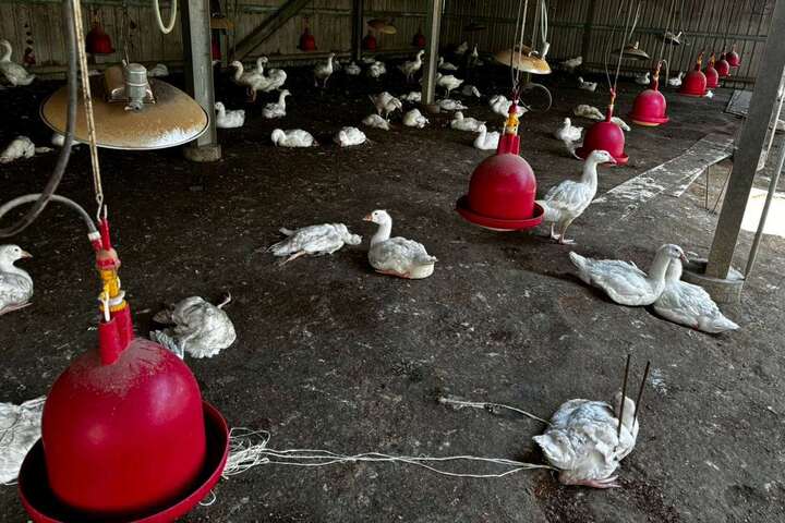 今年第四起！雲林水林鵝場再爆禽流感　撲殺883隻鵝