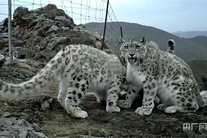 青海大通北川河源區　善用「雪豹之都」換來名利雙收