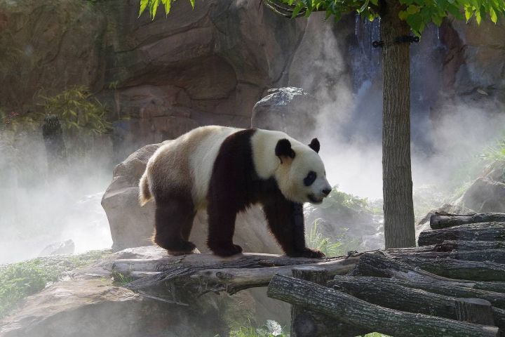 圖/ Dinkum CC BY-SA 3.0
