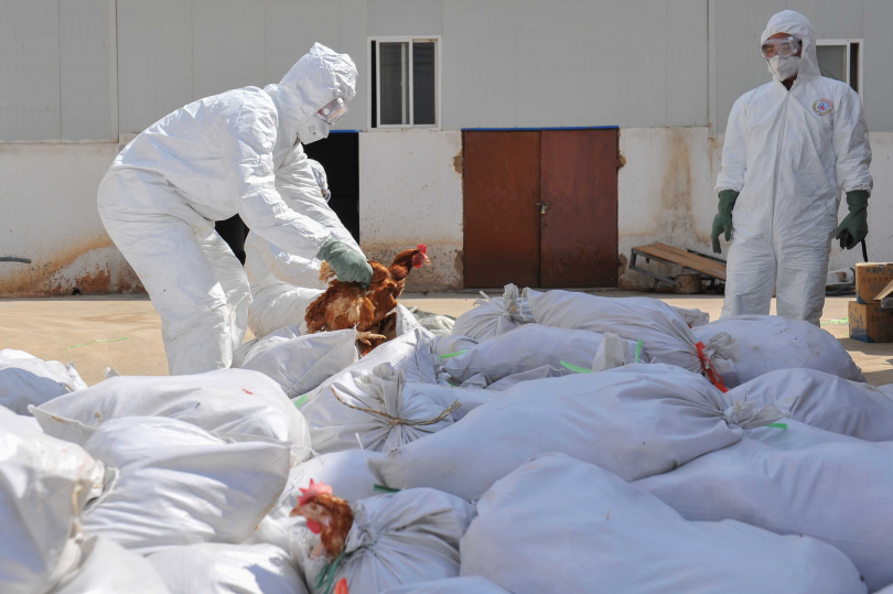 圖為中國2020年爆發 H5N1 禽流感，撲殺上萬家禽。取自新華社