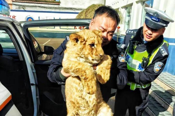 高速交警和屬地派出所配合,成功處置幼年非洲獅遺失事件。圖/取自晉城自然資源局