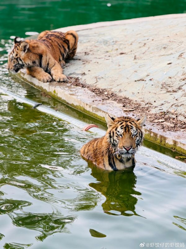 大型貓科動物與一般家貓不同，多數老虎其實相當喜歡接觸水域，尤其在高溫環境下，泡水是常見的降溫方式。圖/取自蝦餃仔的蝦餃媽微博