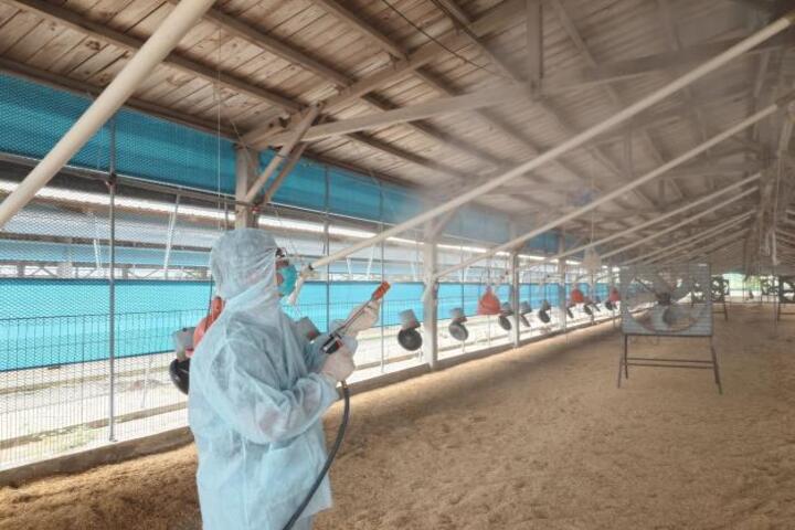 台南學甲養殖場確診禽流感　撲殺逾1.6萬隻土雞