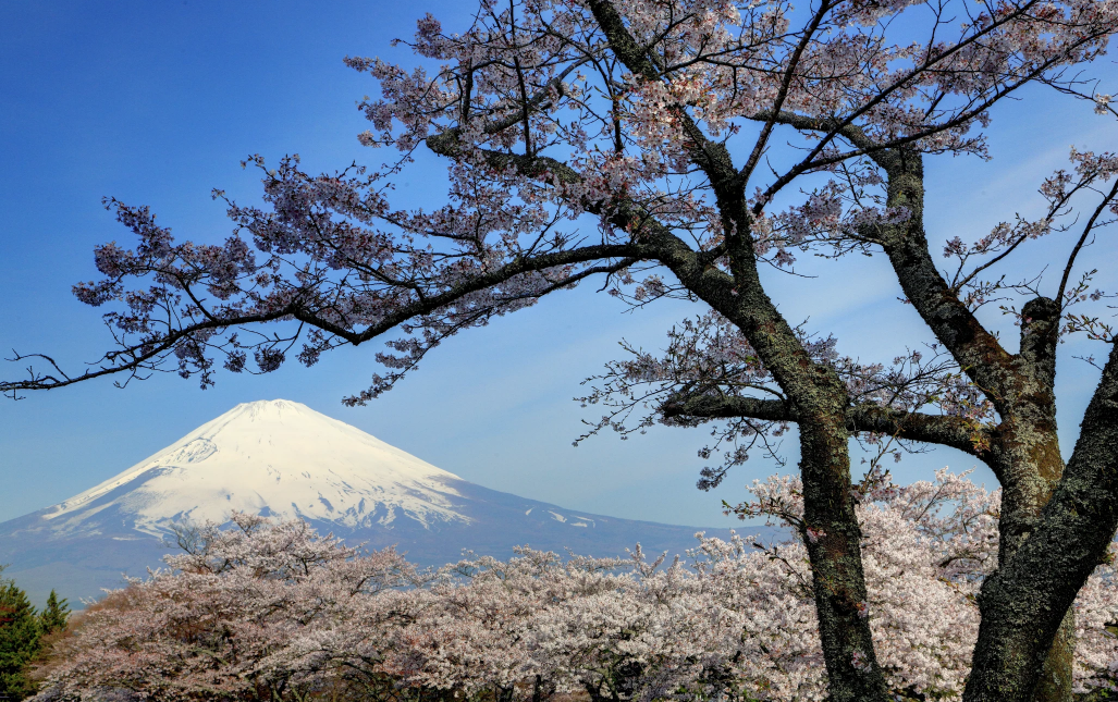 因富士山景遭擋住，中資飯店非法入侵鄰居家砍樹。圖/取自日本觀光局