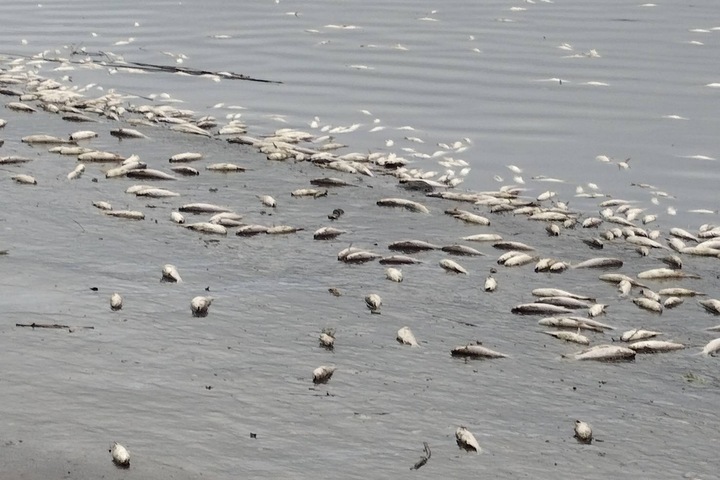 淡水河岸出現大批魚屍。圖/取自顏若芳《臉書》