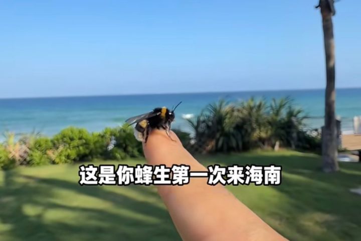 「帶著蜜蜂去旅行」非馴養神話　千萬粉絲網紅拍的其實是熊蜂