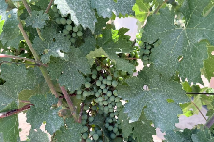 賀蘭山下微醺之旅！探訪葡萄酒黃金產區　漫遊漫葡小鎮　穿越千年靈州風華