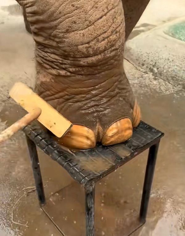 面對重量驚人的動物，足部護理不僅需要專業技術，更考驗飼養員與大象之間的信任。圖/取自禾二木子微博