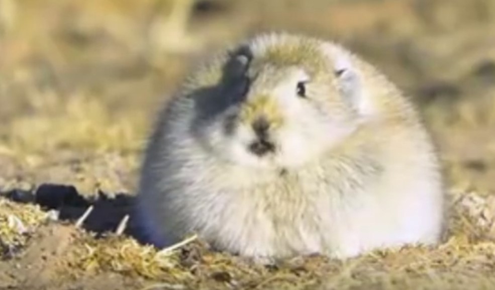 高原鼠兔是典型的草食性動物。圖/截自微博