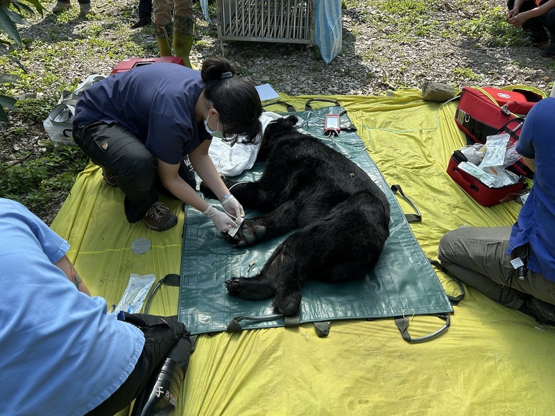 農業部林業及自然保育署成功捕獲台灣黑熊「達古阿里」，送至東部野生動物救傷中心野灣動物醫院健檢（林業及自然保育署花蓮分署提供）。圖／中央社