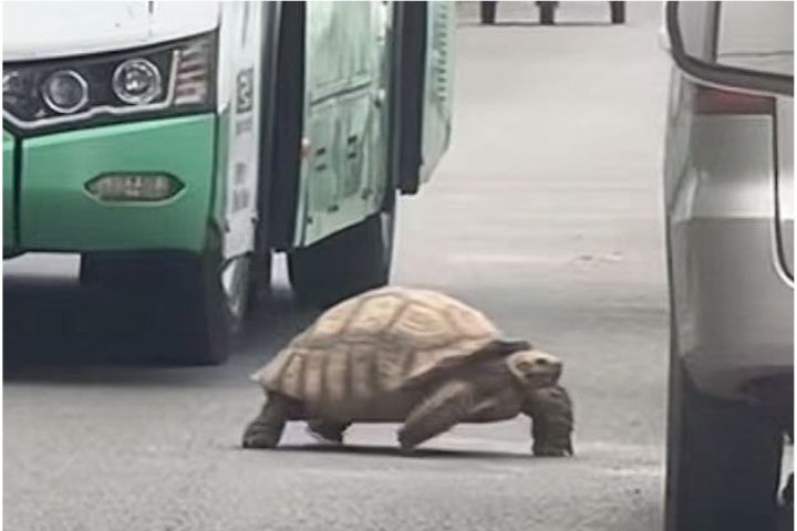 青島馬路驚見「巨龜」慢悠悠過街　駕駛暖心停車禮讓