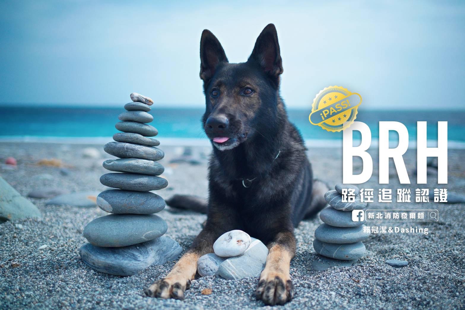 德國狼犬，是警犬、救難犬和軍犬的「最佳候選人」。圖/取自新北消防發爾麵