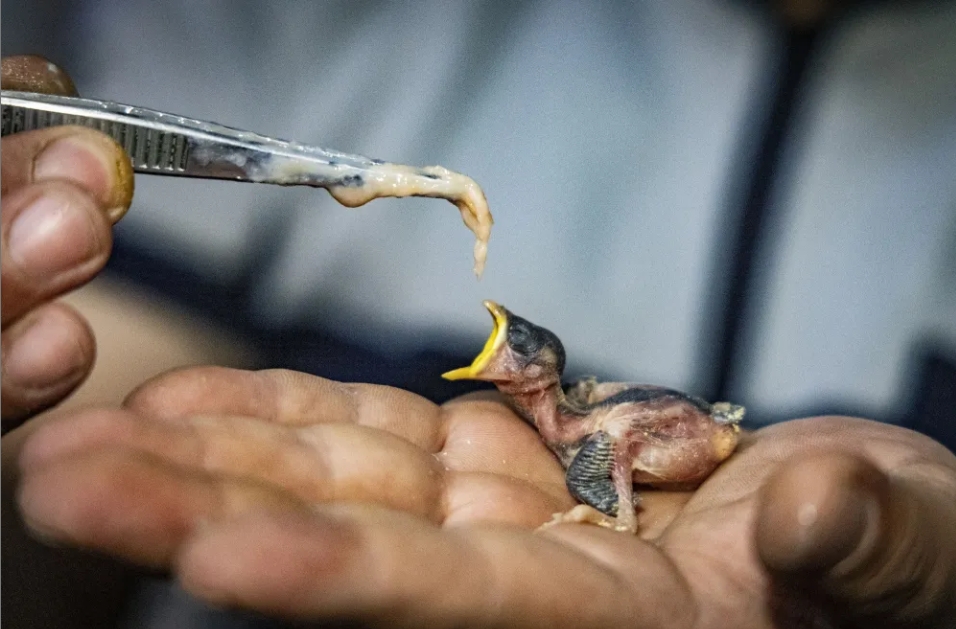 北京市野生動物救護中心，一窩被救護中心接收的麻雀幼鳥。圖/取自《新京報》