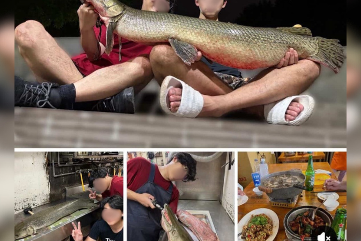 228公園吉祥物「鱷魚火箭」慘遭毒手！成大釣魚社「刮鱗吃肉」引眾怒