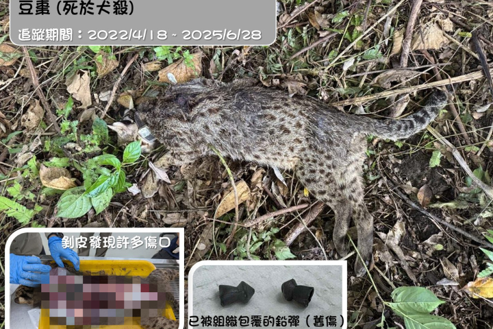 石虎「豆棗」2022年4月繫上發報器並順利野放，去年中慘遭犬殺，身體更殘留鉛彈。圖/取自石虎保育大使阿虎加油臉書粉專