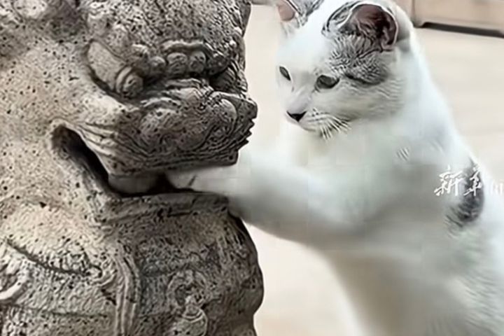   小貓究竟是把石球當成玩具，還是單純對「獅口中的神秘物體」感到好奇，恐怕只有牠自己知道。圖/翻攝自新華電訊影片