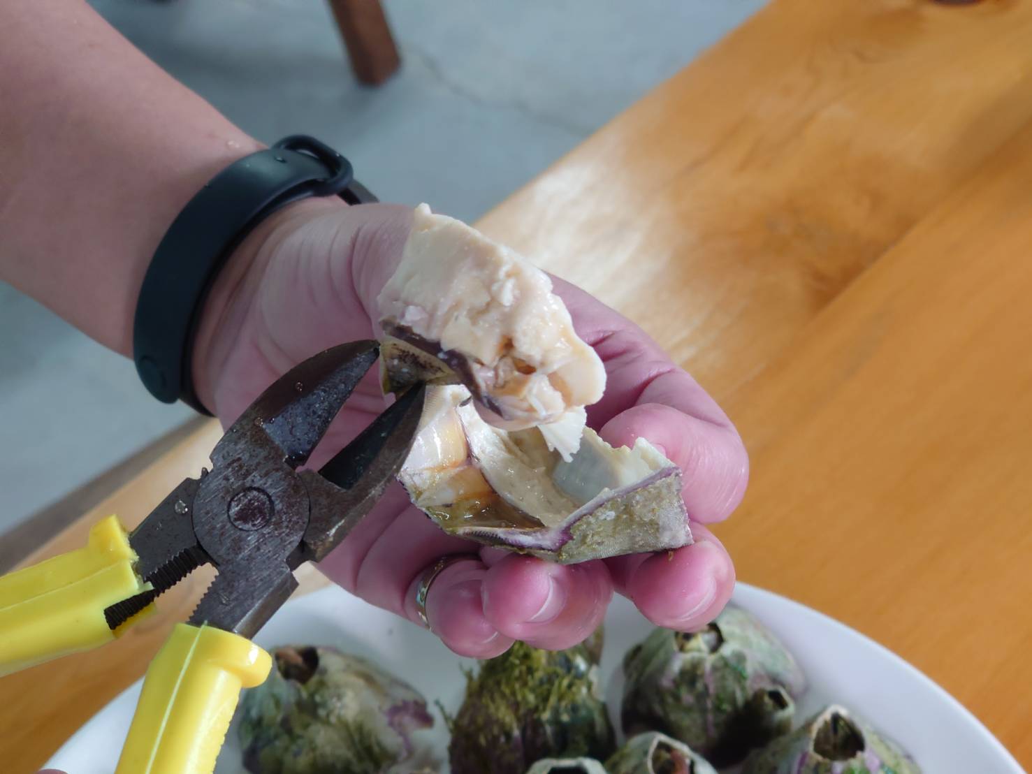食用藤壺時需要使用工具（鉗子）將甲殼撥除才能取得藤壺肉，因此建議民眾若想嘗試可以直接到當地餐廳。圖/取自新北市政府網站