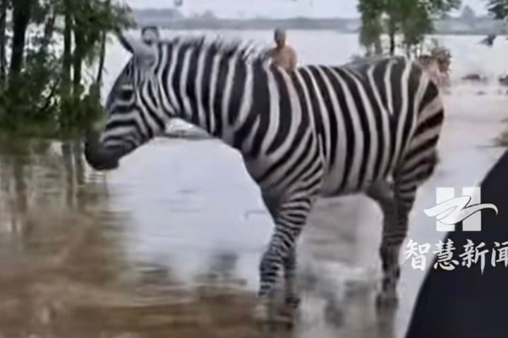 貴港動物園上百隻動物也遭洪水沖散，目前仍持續尋找失散動物。圖/取自智慧新聞影片