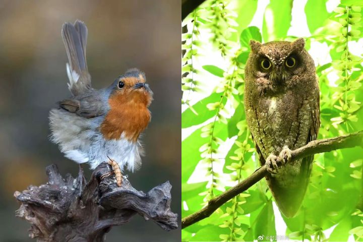 當愛變傷害　為美照「誘拍」野生鳥類　你禮貌嗎？