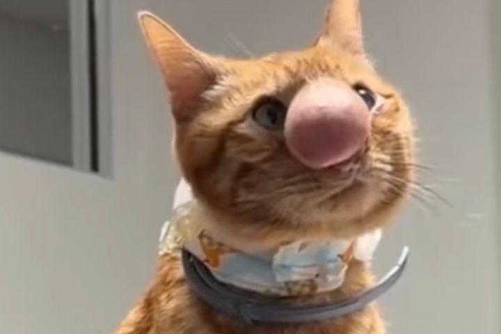 「豬鼻貓」又萌又慘！貓咪被蜜蜂螫　專家：有致命風險