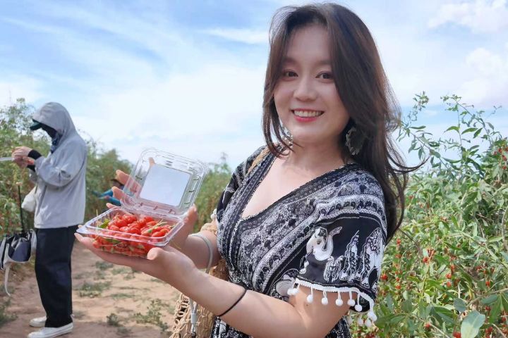 台青何維霈分享,走進枸杞園採果,不僅能現場品嚐最新鮮的鮮果,還能體驗枸杞宴、了解枸杞文化與養生故事。圖/記者陳思豪攝