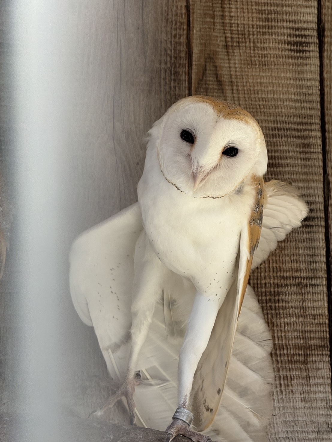 圖為日本倉鴞，與草鴞皆屬心形臉的草鴞科。圖/記者黃楚甯攝