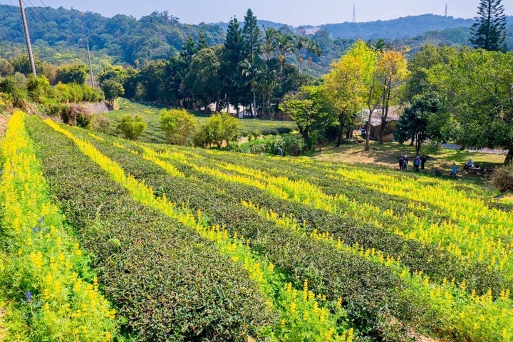 連假周末溫暖如夏　下周二氣溫驟降再轉濕冷