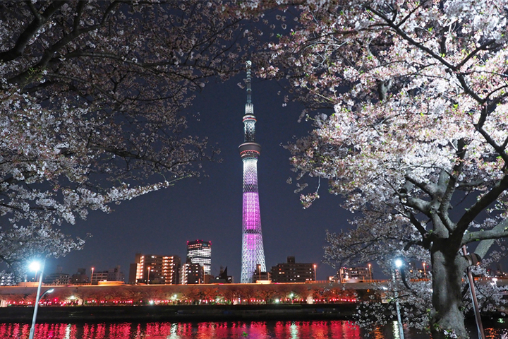 受到暖冬影響，今年東京的櫻花可望提早綻放。圖/取自東京旅遊官方網站