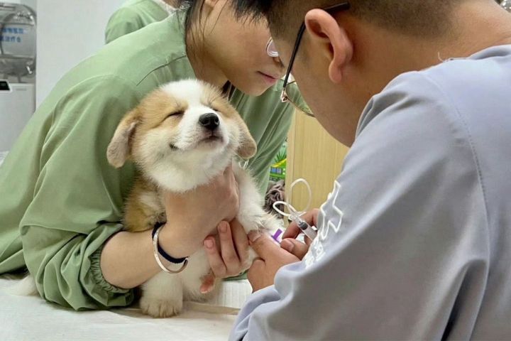 狗狗長期與男方共同生活，加上飼養成本需要穩定經濟能力支撐。圖並非當事人的寵物狗。圖/取自微博