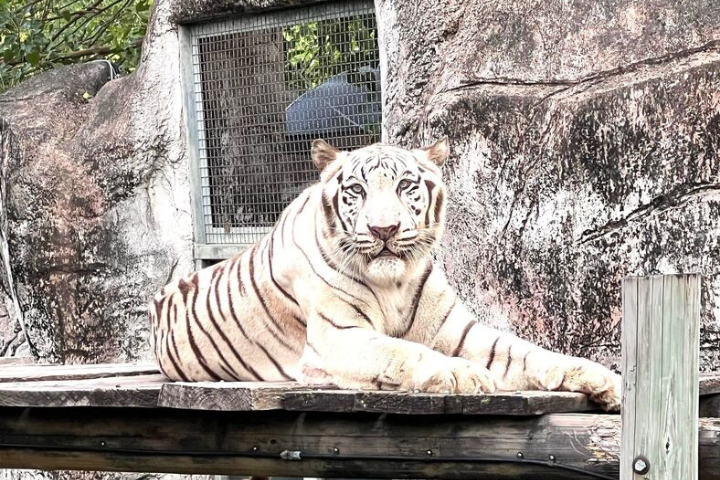 廣州贈壽山動物園白老虎「昭海」19歲「高齡」離世