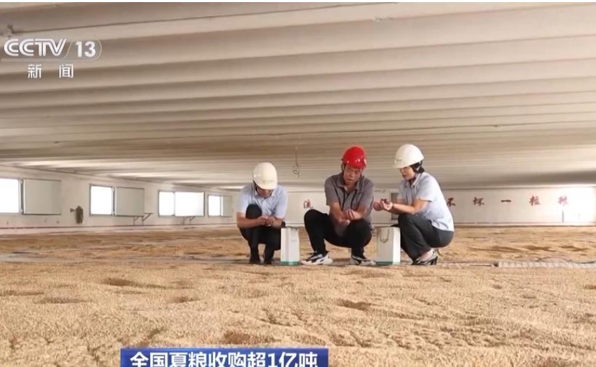 大陸今年夏糧收購比去年增加近4千萬噸。圖/取自央視