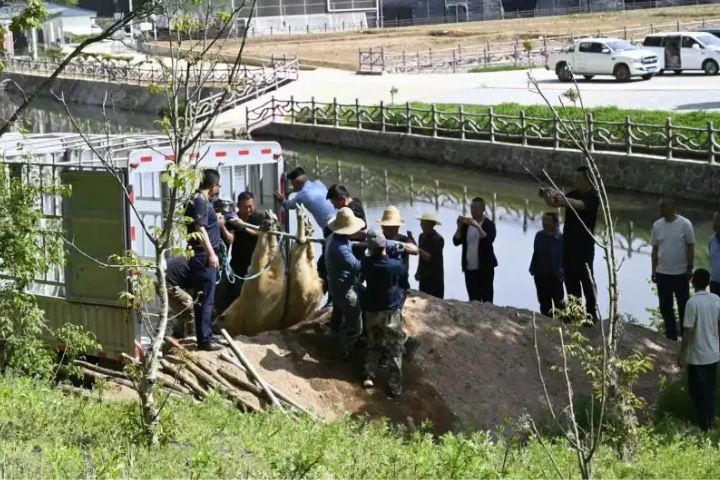 5月10日下午，該羚牛被轉運至甘肅省小隴山林業保護中心龍門林場所轄林區。圖/取自新華社