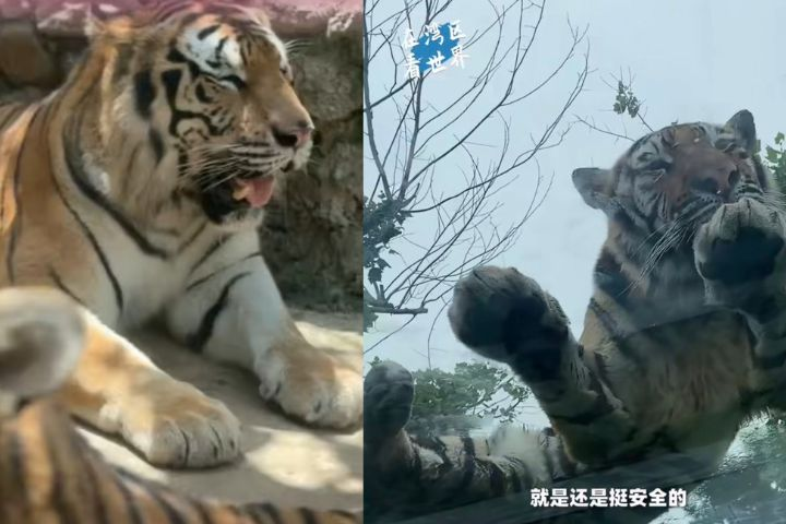 老虎就在頭上看著你！河南一動物園360度觀虎玻璃隧道爆紅　
