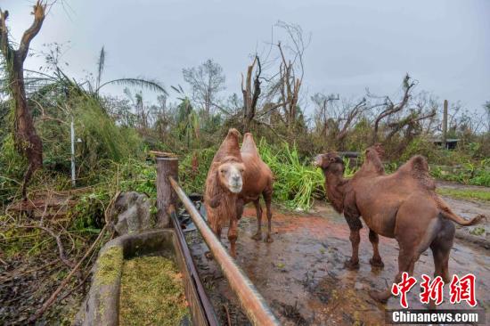 海南熱帶野生動植物園的駱駝展區周圍樹木受損嚴重。圖/取自中新社