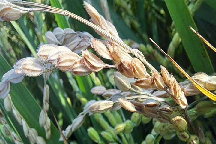 今年氣候異常，台灣多個稻米產地面臨稻熱病威脅。圖/取自台南市議員沈家鳳《臉書》