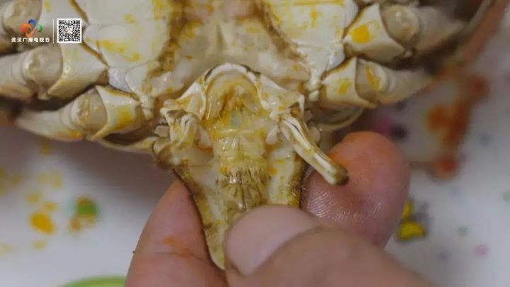 蟹腸位於蟹腹部，外觀通常呈黑色細線狀，與消化道內容物有關，食用前要清除。圖/取自武漢廣電