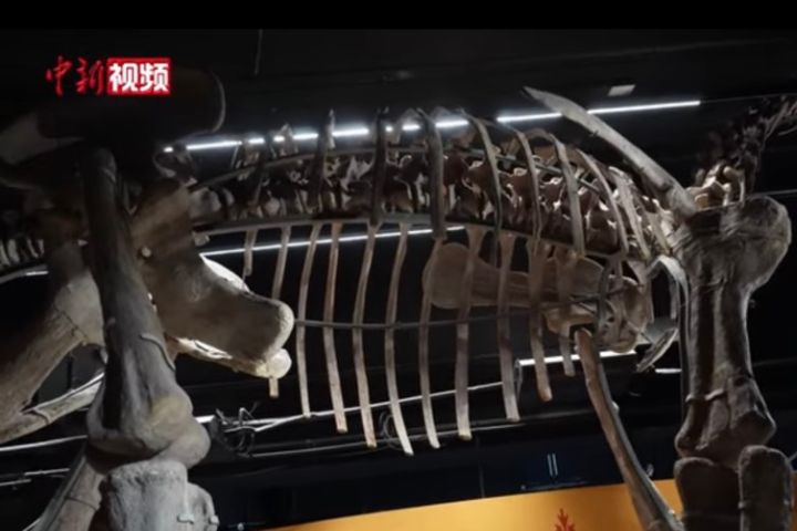 北京白堊紀恐龍特展　「亞洲大胃王」汝陽黃河巨龍震撼亮相　