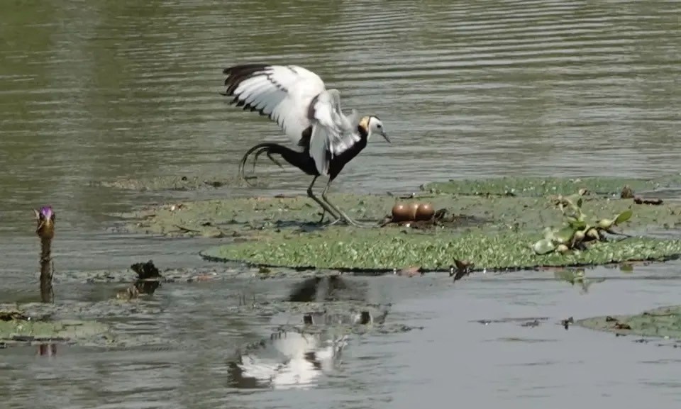 有「水鳳凰」之稱的水雉繁殖生蛋。圖/取自杭州西溪國家濕地公園管理局