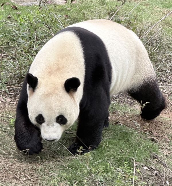 園方採「一貓一館」設計，9座大貓熊館呈環狀分布，每隻大貓熊皆有專屬室內空間與戶外活動場地。圖/記者陳素貞攝