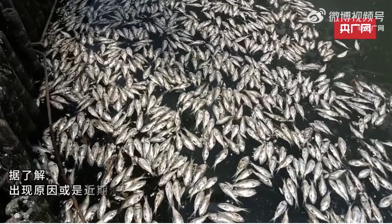 海水倒灌，海南海口紅城湖大批魚群暴斃。圖/截自央廣網