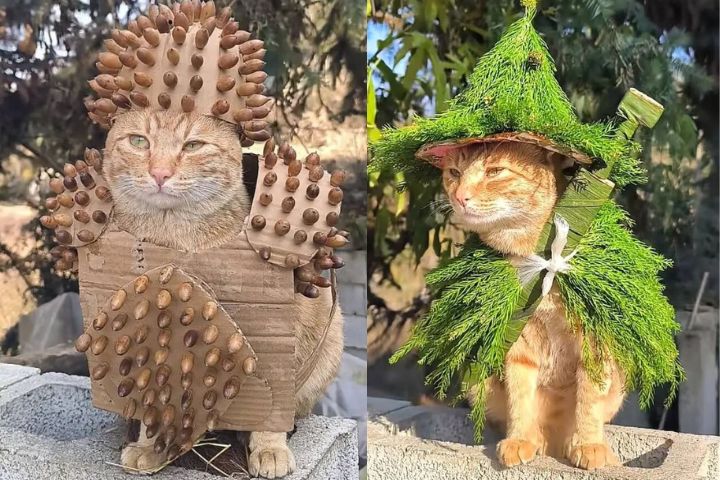  橘貓可以扮成武士、仗劍行走江湖的俠客，牠都可以乖巧地配合。圖/取自抖音妞妞