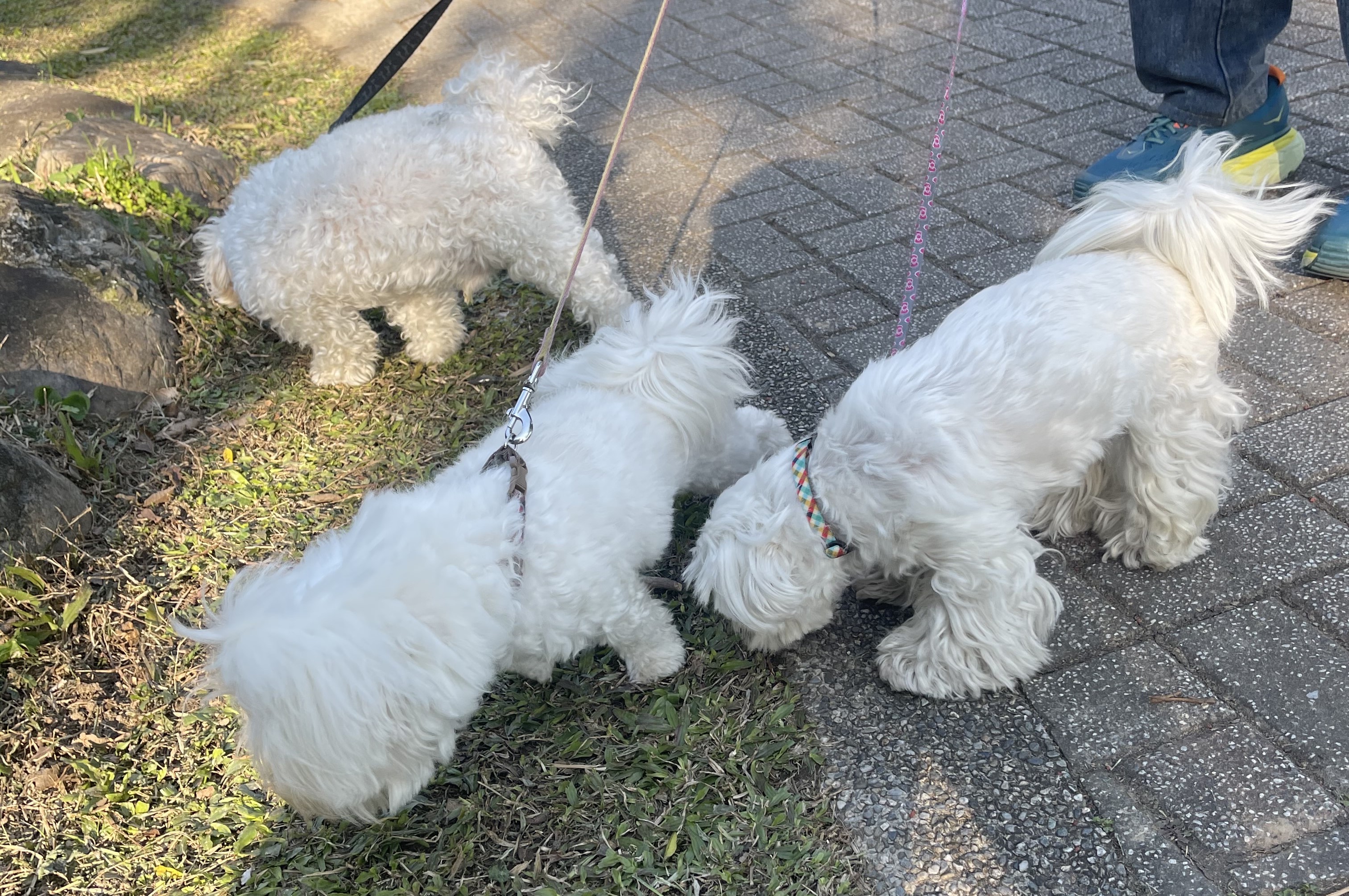 3隻馬爾濟斯到草地上，動物一致地聞泥草香。圖/楊俊斌攝