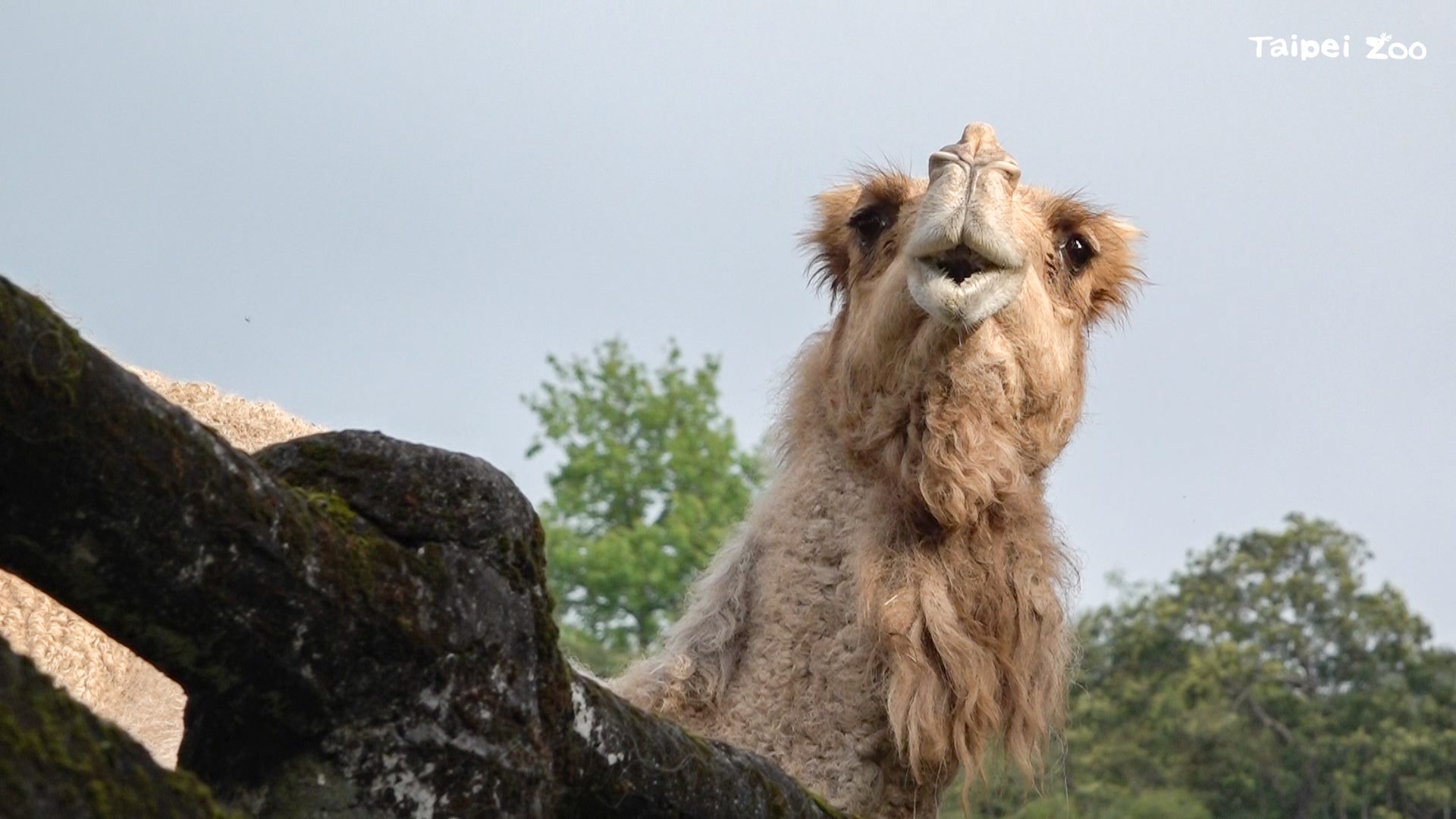 台北市動物園動物22日舉辦慰靈祭，替單峰駱駝「玉葉」祈福。圖/台北市立動物園提供