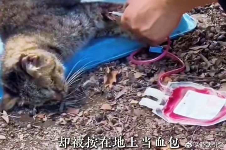 可憐的流浪貓平均每隔數周即被抽血一次。圖/取自芯動引擎微博
