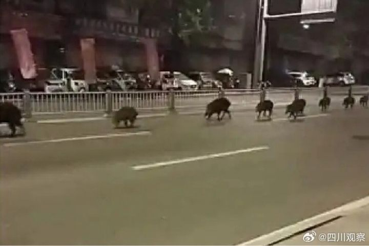 不是AI合成　四川南部縣10多頭野豬凌晨「組團逛街」