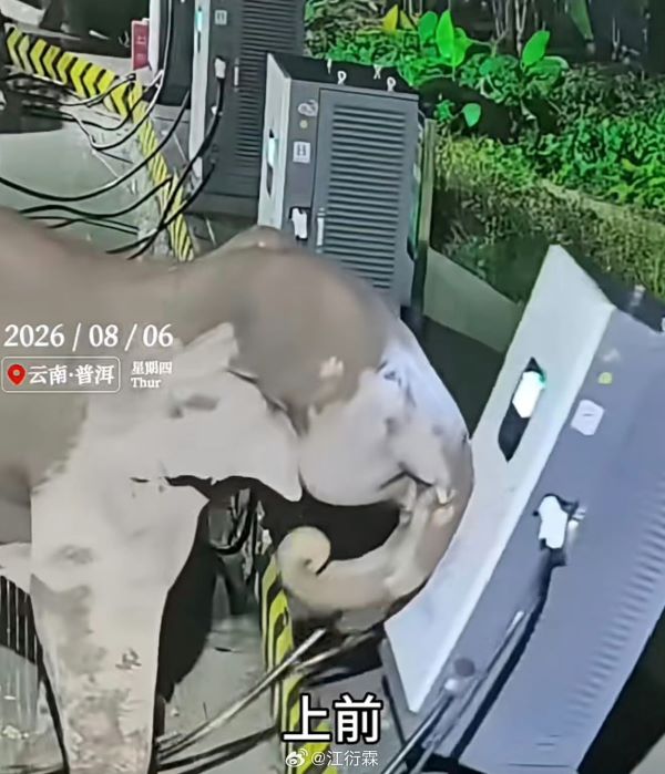 大象以鼻子勾動充電線，輕鬆推倒充電設備。圖/取自江衍霖微博
