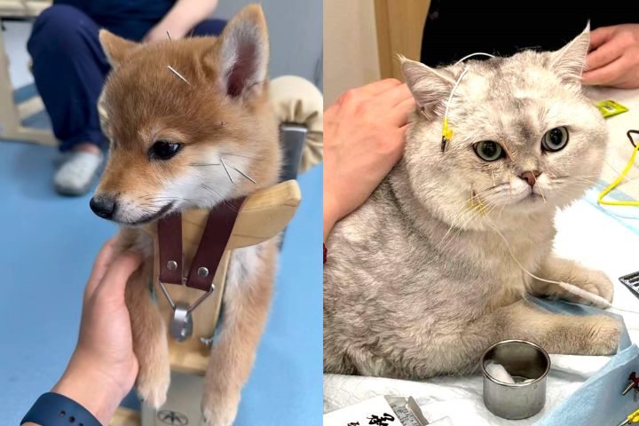 大陸寵物中醫流行  「毛孩子」就醫有新選